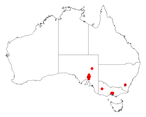 Graceful wattle: Acacia gracilifolia occurrence data from Australasian Virtual Herbarium downloaded from https://doi.org/10.26197/5c06138894b on December 8 2018