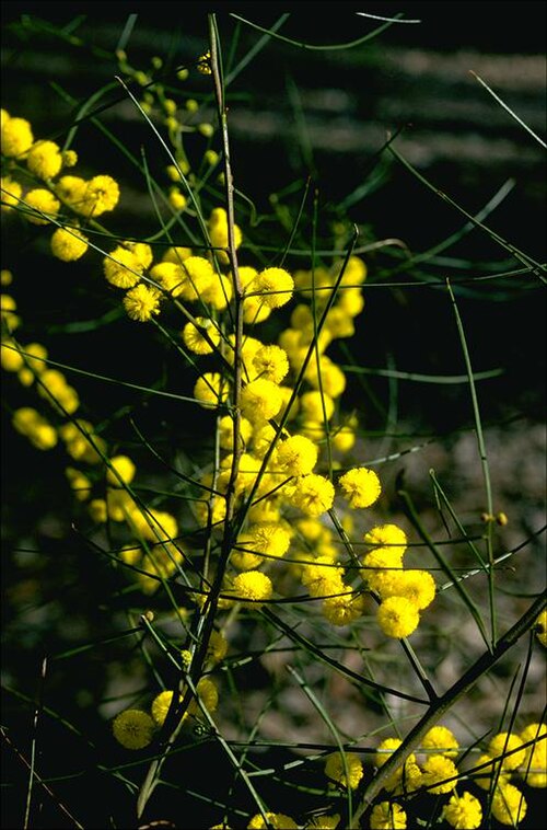 Graceful wattle: Acacia gracilifolia in the Australian National Botanic Gardens