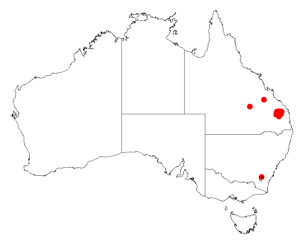 Acacia grandifolia: Acacia grandifolia occurrence data from Australasian Virtual Herbarium downloaded from https://doi.org/10.26197/5c06138894b on December 8 2018