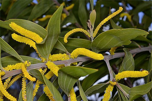 Acacia grandifolia: Acacia grandifolia in the Australian National Botanic Gardens