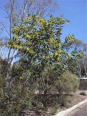 Acacia grandifolia: Acacia grandifolia in the Australian National Botanic Gardens