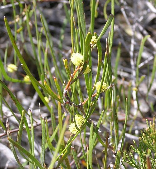 Acacia granitica: Acacia granitica near the Circuit Track, Girraween