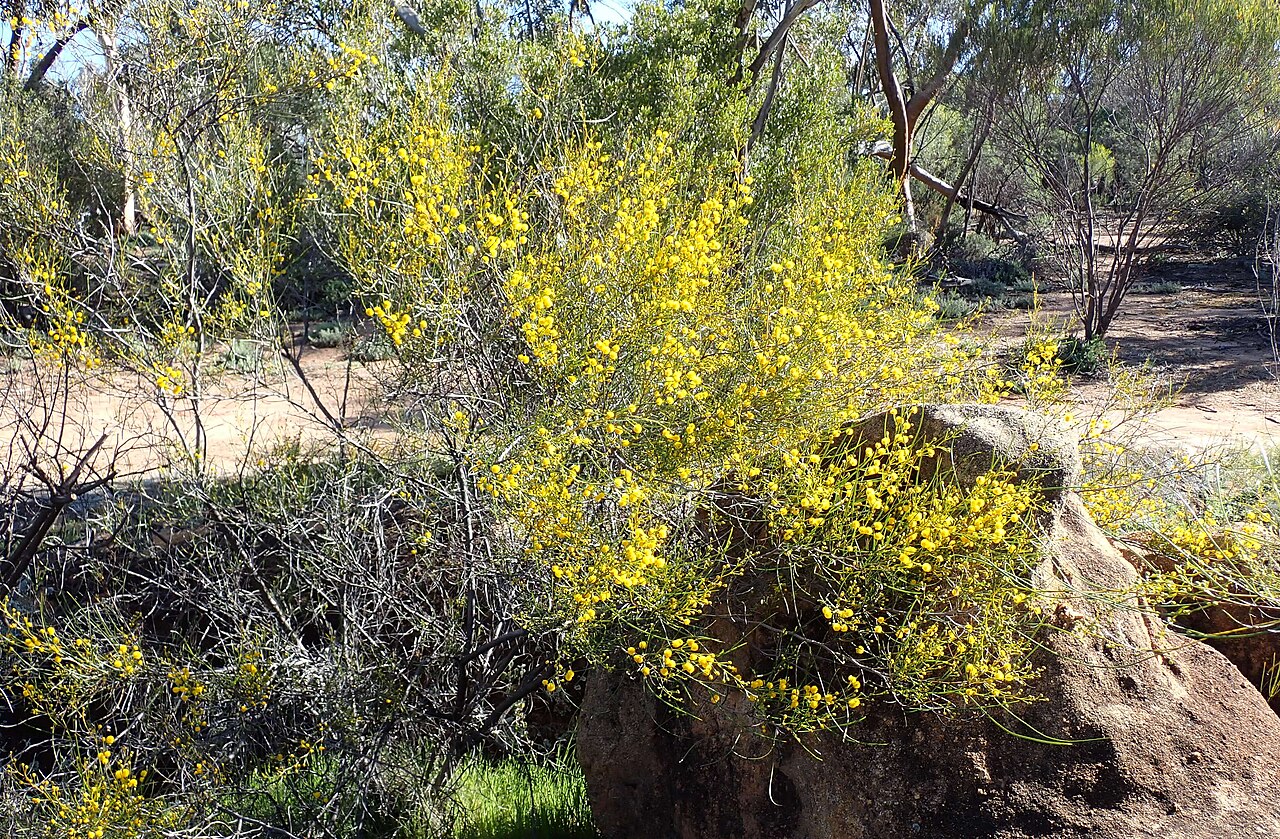 Acacia graniticola: Acacia graniticola near the car park at Sandford Rocks Nature Reserve near Westonia