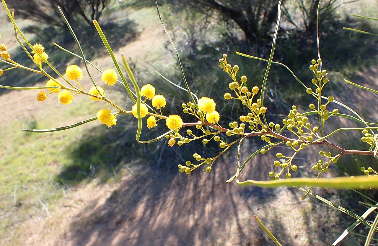 Acacia graniticola: Acacia graniticola foliage and flowers in Sandford Rocks Nature Reserve near Westonia