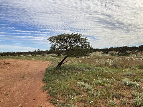 Acacia grasbyi: Acacia grasbyi near the Billabong Roadhouse on the North West Coastal Highway