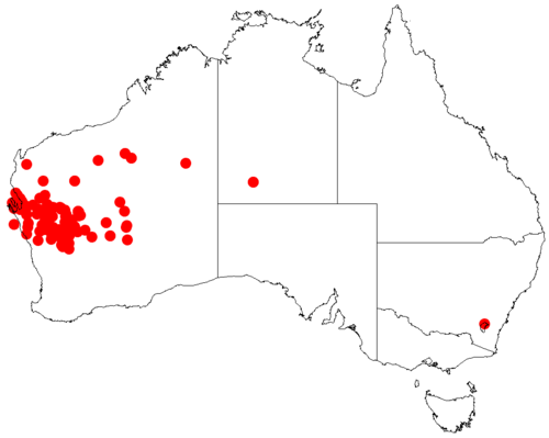 Acacia grasbyi: Acacia grasbyi occurrence data from Australasian Virtual Herbarium downloaded from https://doi.org/10.26197/5c0b1388984eb on 8 December 2018