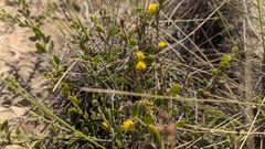 Acacia gregorii (Acacia gregorii)