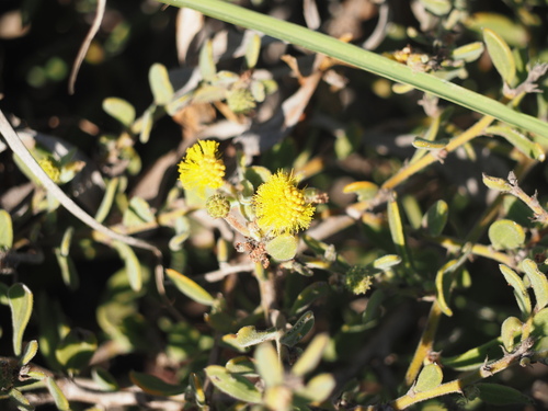 Acacia gregorii (Acacia gregorii)