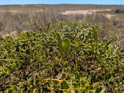 Acacia gregorii (Acacia gregorii)