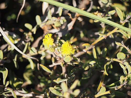 Acacia gregorii: Acacia gregorii on Thevenard Island, off the Western Australian coast from Onslow