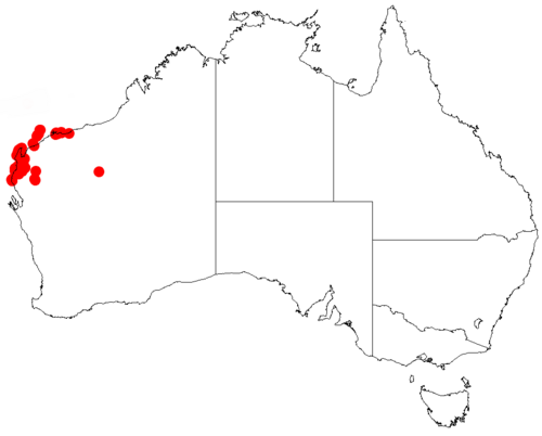 Acacia gregorii: Acacia gregorii occurrence data from Australasian Virtual Herbarium downloaded from https://doi.org/10.26197/5c06138894b on December 8 2018