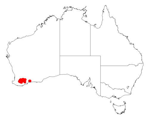 Acacia grisea: Acacia grisea occurrence data from Australasian Virtual Herbarium downloaded from https://doi.org/10.26197/5c06138894b on December 8 2018