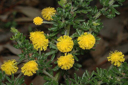 Acacia guinetii: Acacia guinetii in the Australian National Botanic Gardens