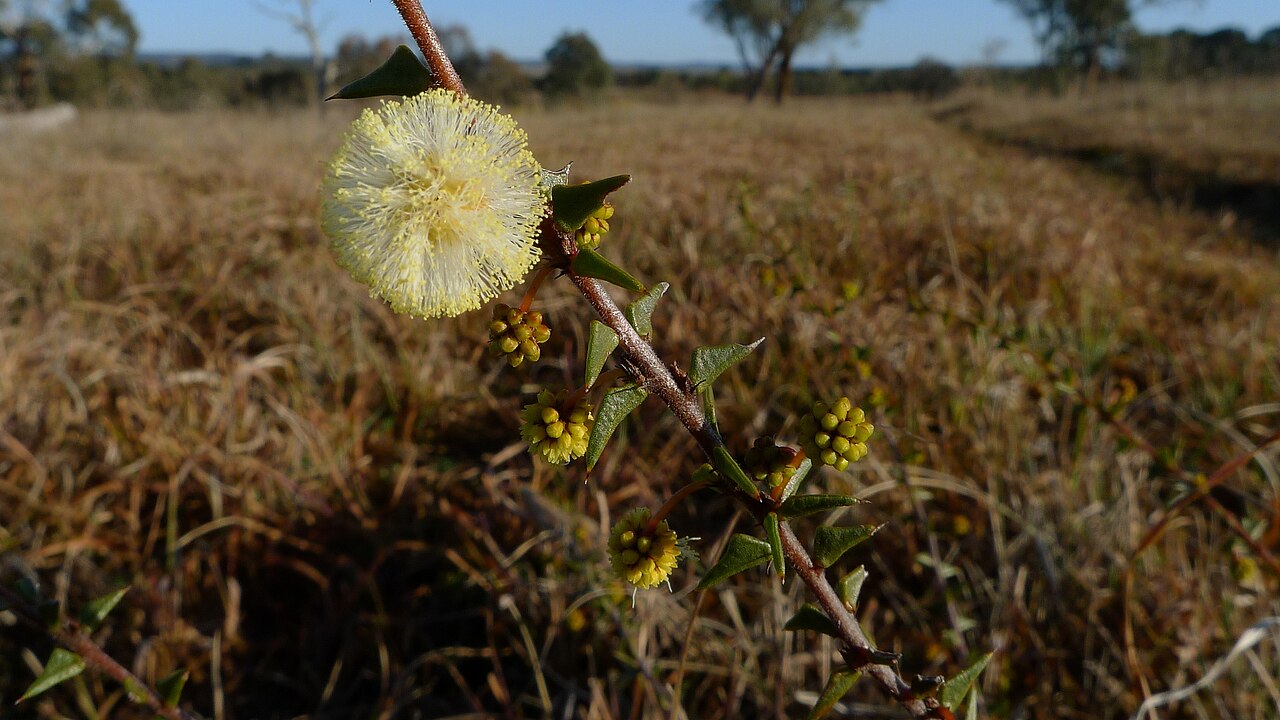 Acacia gunnii: Ploughshare Wattle, Acacia gunnii , flower. Gundaroo Common, Gundaroo NSW Australia, August 2013.