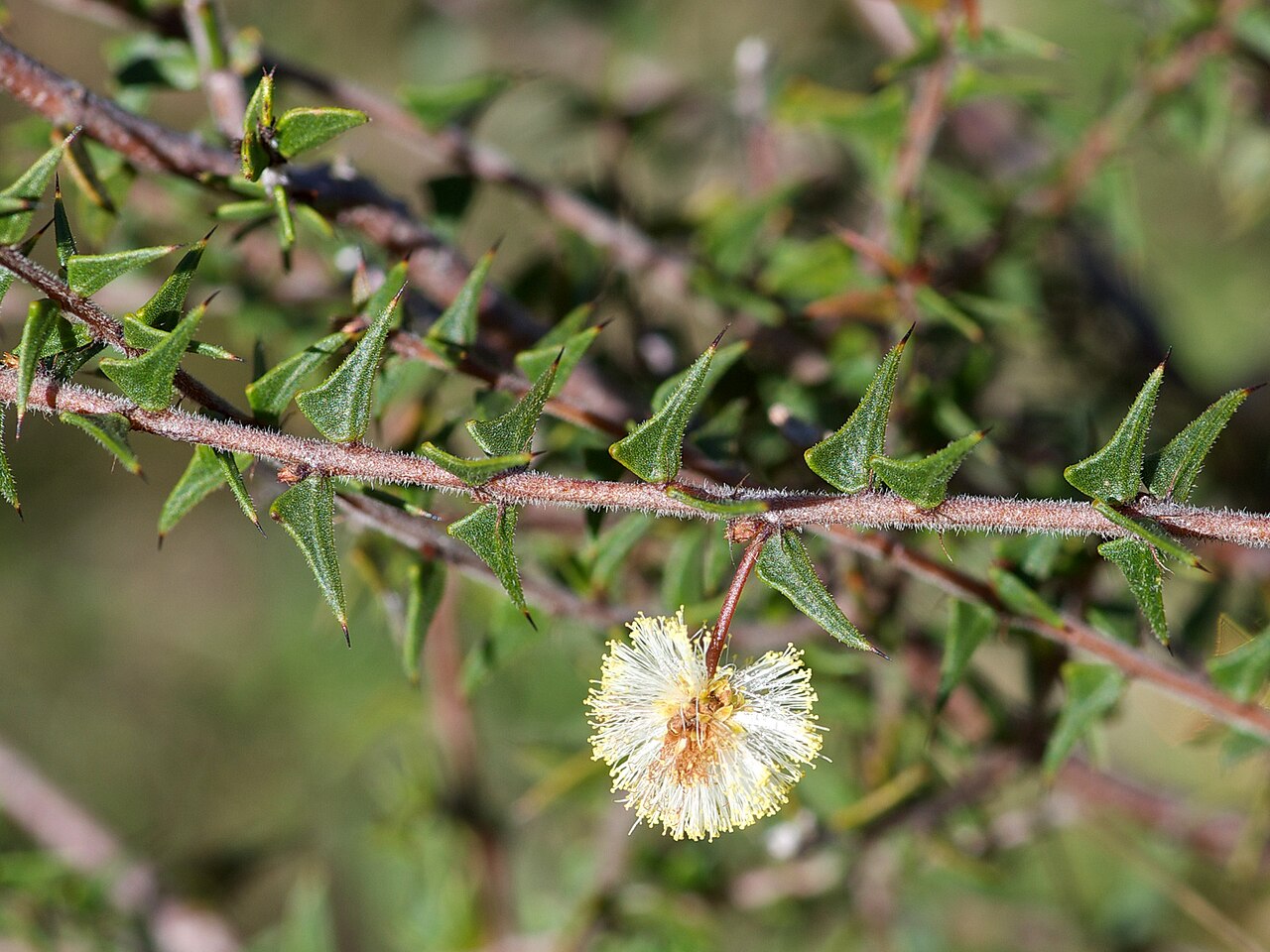 Acacia gunnii: Acacia gunnii - leaf (Ploughshare Wattle) Spreading, erect or prostrate shrub to 1 m high Flowers Jun - Oct data.rbg.vic.gov.au/vicflora/flora/taxon/01ede70f-a6