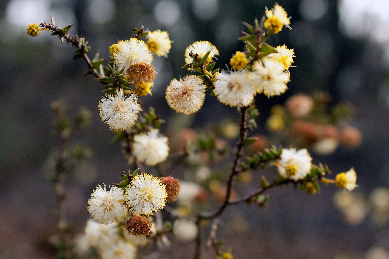 Acacia gunnii: Couldn't get a 100% positive ID on this one but by process of elimination from the very helpful Friends of Brisbane Ranges Plant List , I'm pretty sure it's Plo