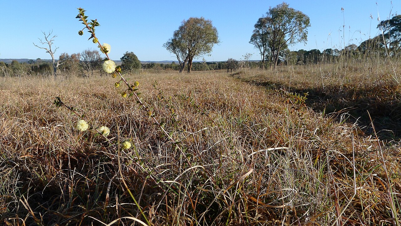 Acacia gunnii: Ploughshare Wattle, Acacia gunnii , habit. Gundaroo Common, Gundaroo NSW Australia, August 2013.
