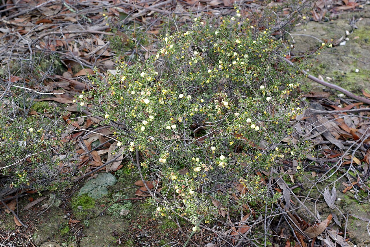 Acacia gunnii: Acacia gunnii (Ploughshare Wattle) Spreading, erect or prostrate shrub to 1 m high Flowers Jun - Oct data.rbg.vic.gov.au/vicflora/flora/taxon/01ede70f-a618-43..