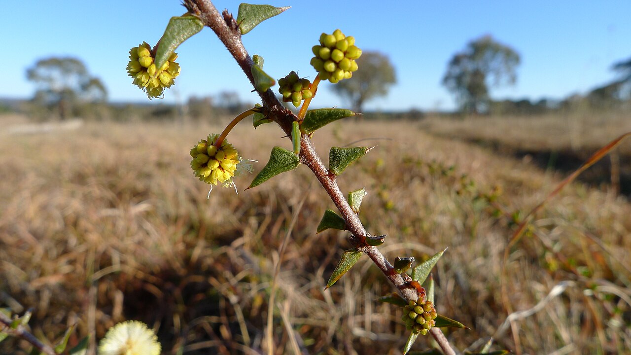 Acacia gunnii: Ploughshare Wattle, Acacia gunnii , bud. Gundaroo Common, Gundaroo NSW Australia, August 2013.