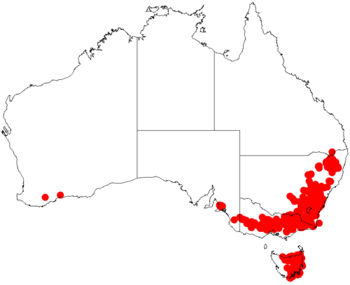 Acacia gunnii: Acacia gunnii occurrence data from Australasian Virtual Herbarium downloaded from https://doi.org/10.26197/5c06138894b on December 8 2018