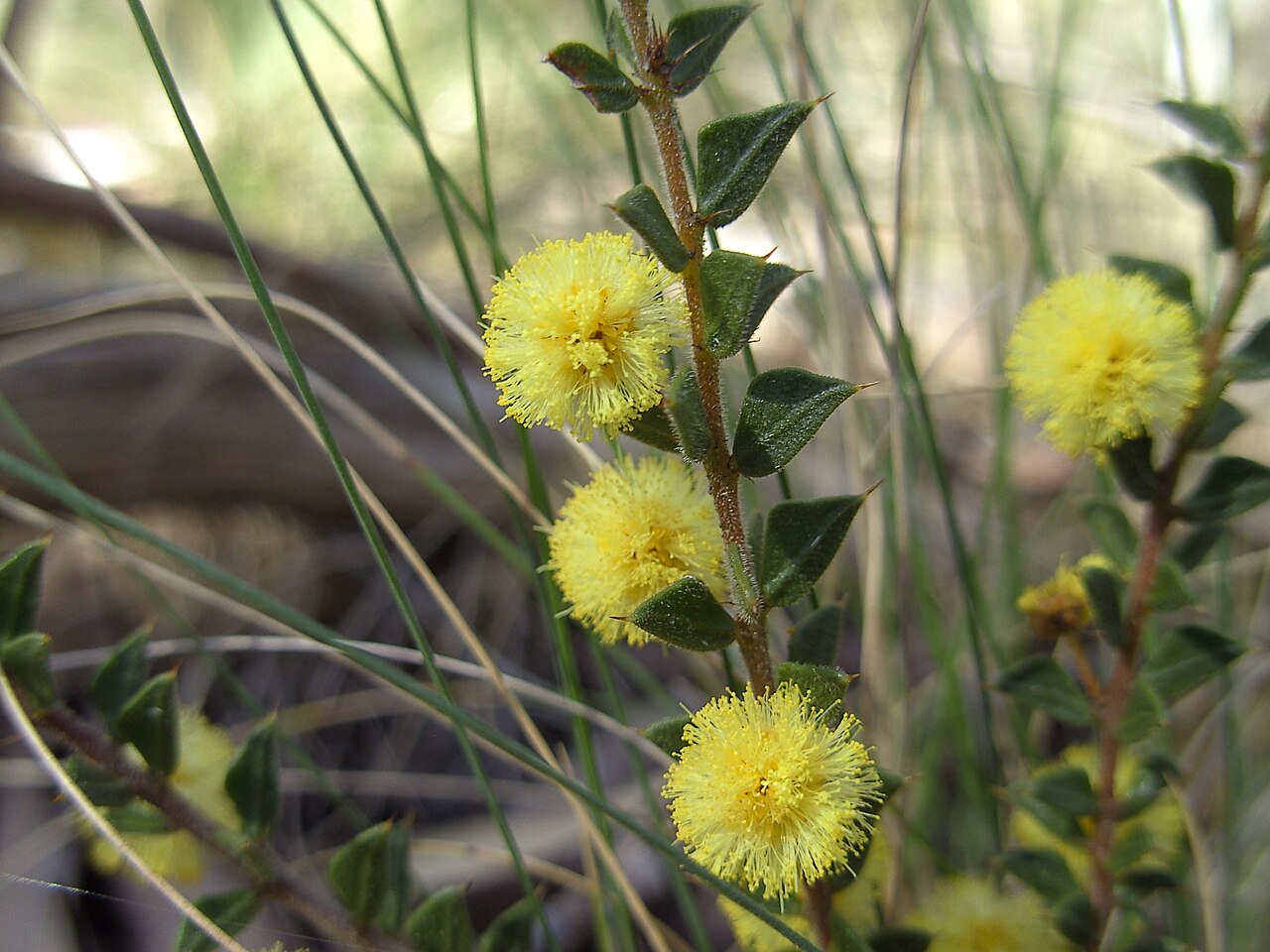 Acacia gunnii: Acacia gunii