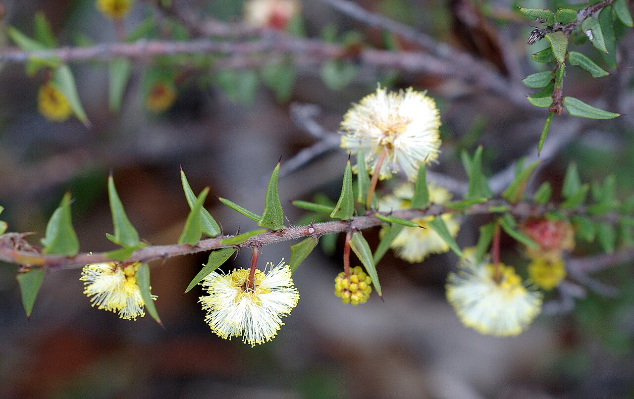 Acacia gunnii: Acacia gunnii - leaf (Ploughshare Wattle) Spreading, erect or prostrate shrub to 1 m high Flowers Jun - Oct data.rbg.vic.gov.au/vicflora/flora/taxon/01ede70f-a6
