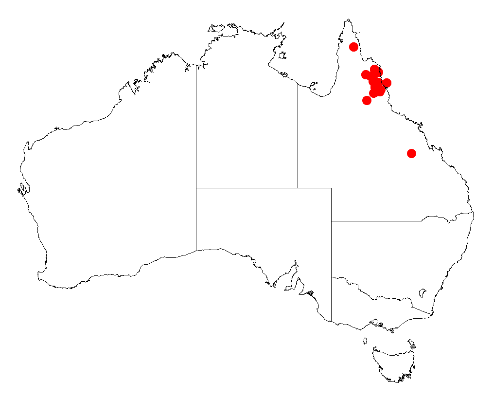 Acacia guymeri: Acacia guymeri occurrence data from Australasian Virtual Herbarium downloaded from https://doi.org/10.26197/5c06138894b on December 8 2018