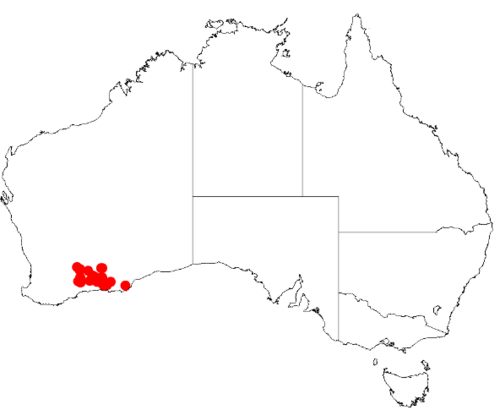 Acacia hadrophylla: Acacia hadrophylla Occurrence data from Australasia Virtual Herbarium downloaded from https://doi.org/10.26197/5c0b1388984eb on 8 December 2018