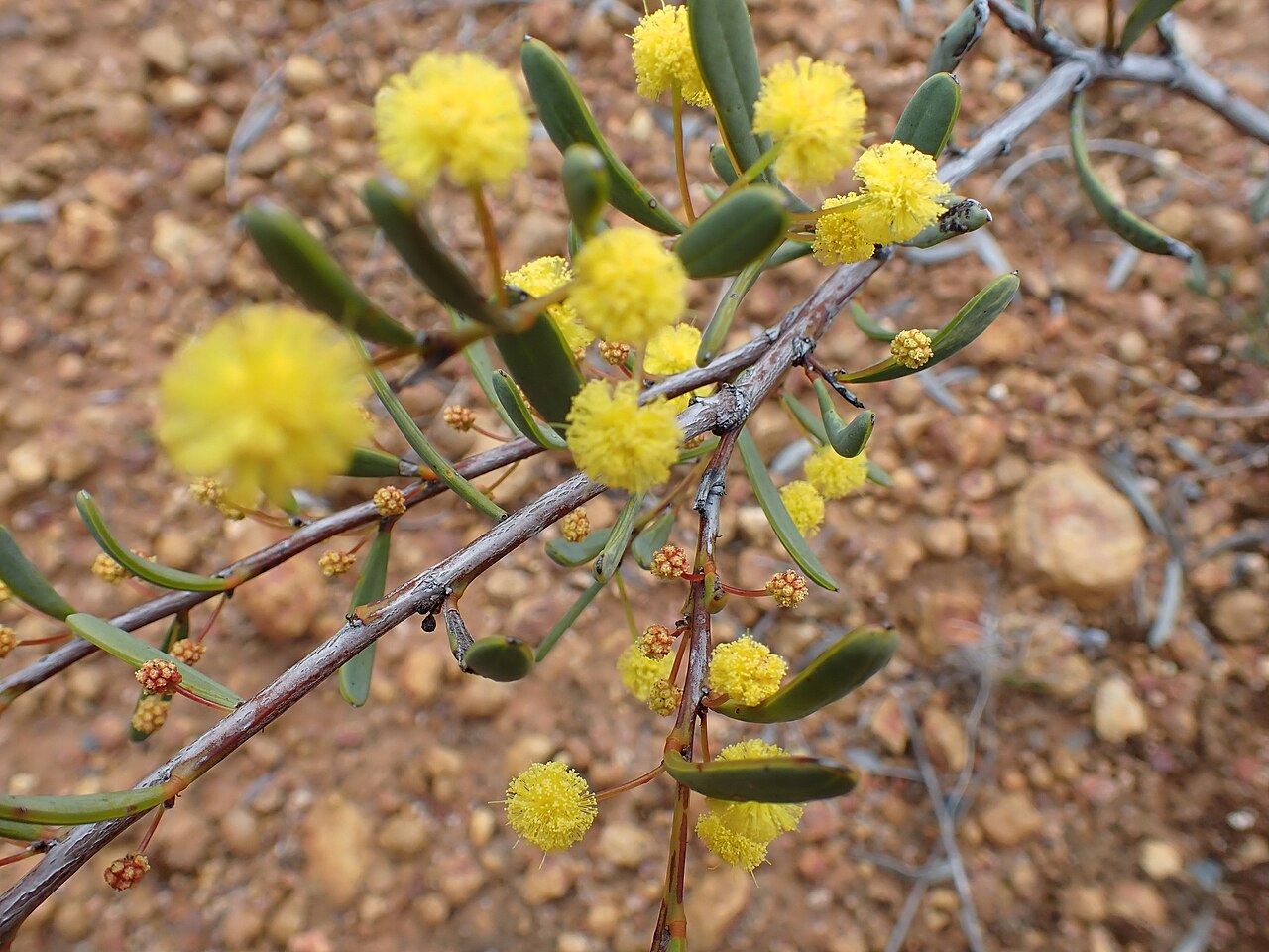 Acacia hadrophylla: Acacia hadrophylla in a gravel pit about 6.4 km east of Lake King, Western Australia