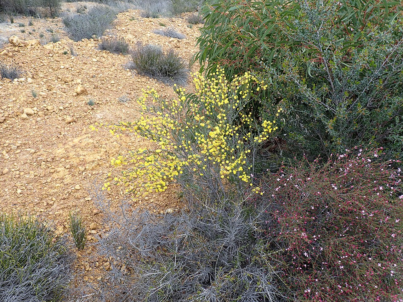 Acacia hadrophylla: Habit of Acacia hadrophylla , in a gravel pit about 6.4 km east of Lake King, Western Australia