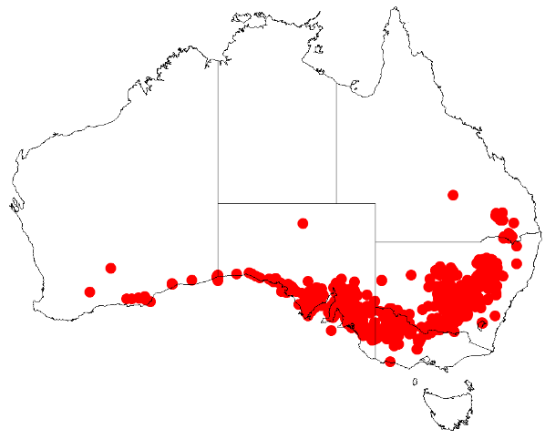 Hakea wattle: Acacia hakeoides Occurrence data from Australasia Virtual Herbarium downloaded from https://doi.org/10.26197/5c0b1388984eb on 8 December 2018