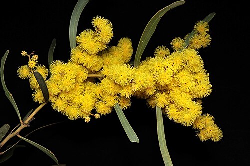 Hakea wattle: Acacia hakeoides near Lake Cowal Road, east of Burcher, about 4.5 km east of junction with Livingstone Road, New South Wales