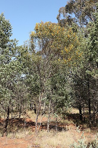 Hakea wattle: Acacia hakeoides in the Buckingbong State Forest, about 10 km due WNW of Boree Creek, New South Wales