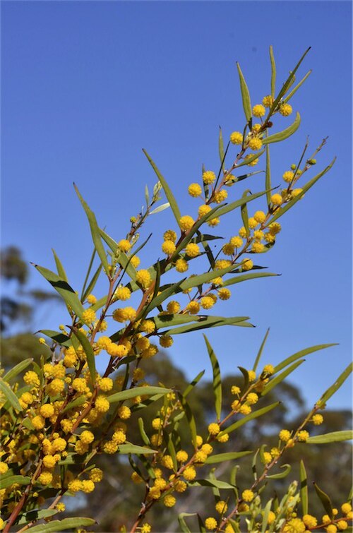 Acacia halliana: Acacia halliana near the Sturt Highway, between Balranald and Robinvale, New South Wales