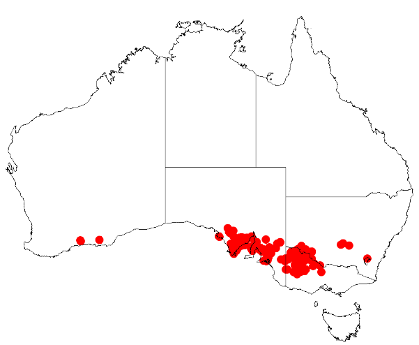 Acacia halliana: Acacia halliana Occurrence data from Australasia Virtual Herbarium downloaded from https://doi.org/10.26197/5c0b1388984eb on 8 December 2018