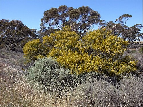 Acacia halliana: Acacia halliana near the Sturt Highway, between Balranald and Robinvale, New South Wales