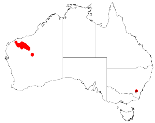 Acacia hamersleyensis: Acacia hamersleyensis Occurrence data from Australasia Virtual Herbarium downloaded from https://doi.org/10.26197/5c0b1388984eb on 8 December 2018