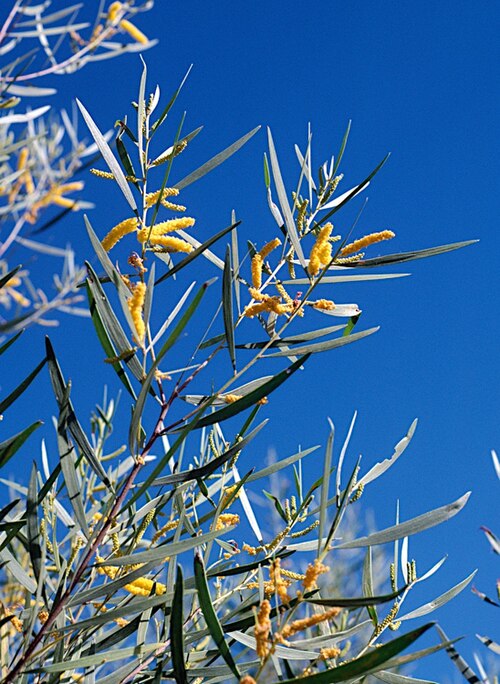 Acacia hammondii: Acacia hammondii near the Victoria Highway, about 109 km west of Katherine, Northern Territory