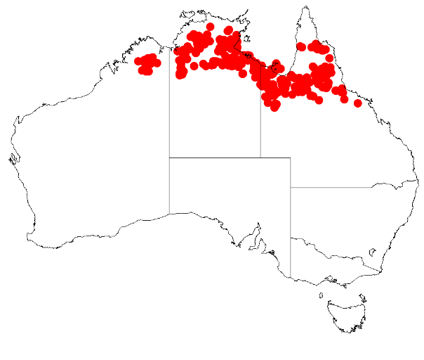 Acacia hammondii: Acacia hammondii occurrence data from Australasian Virtual Herbarium downloaded from https://doi.org/10.26197/5c06138894b on December 8 2018