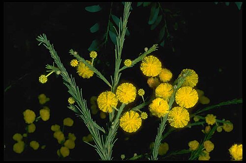 Acacia handonis: Acacia handonis in the Australian Botanic Garden Mount Annan