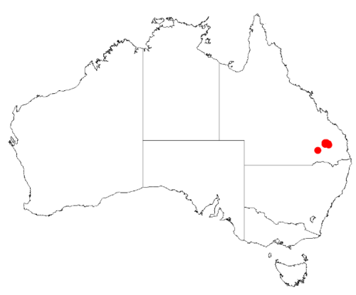 Acacia handonis: Acacia handonis occurrence data from Australasian Virtual Herbarium downloaded from https://doi.org/10.26197/5c06138894b on December 8 2018