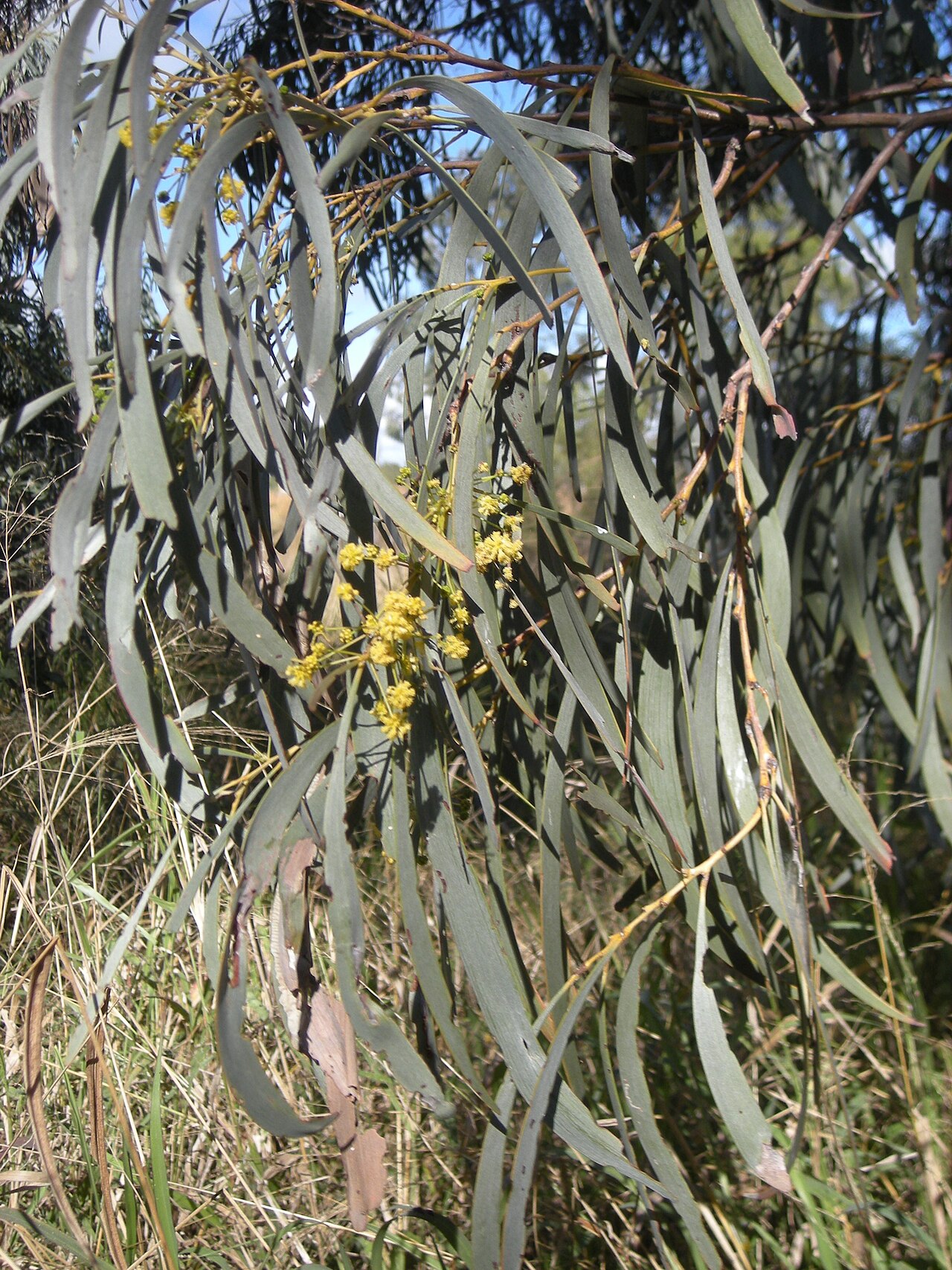 Acacia harpophylla: Blossom and leaves of brigalow, coastal central Queensland