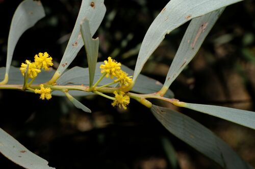Acacia harpophylla (Acacia harpophylla)