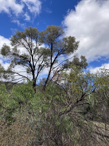 Acacia harpophylla (Acacia harpophylla)