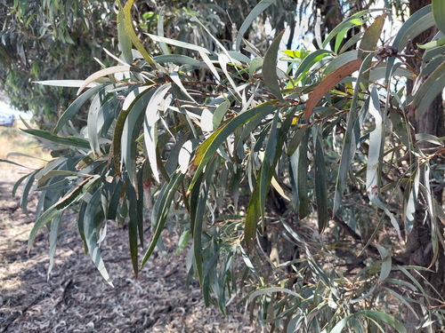Acacia harpophylla (Acacia harpophylla)