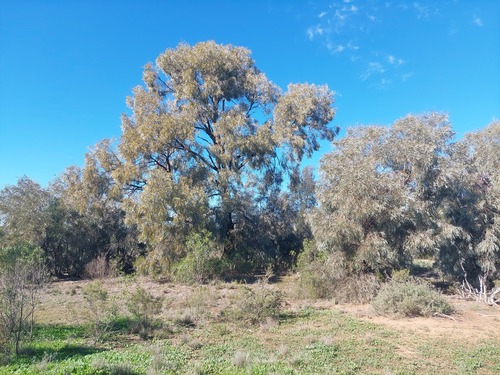 Acacia harpophylla (Acacia harpophylla)