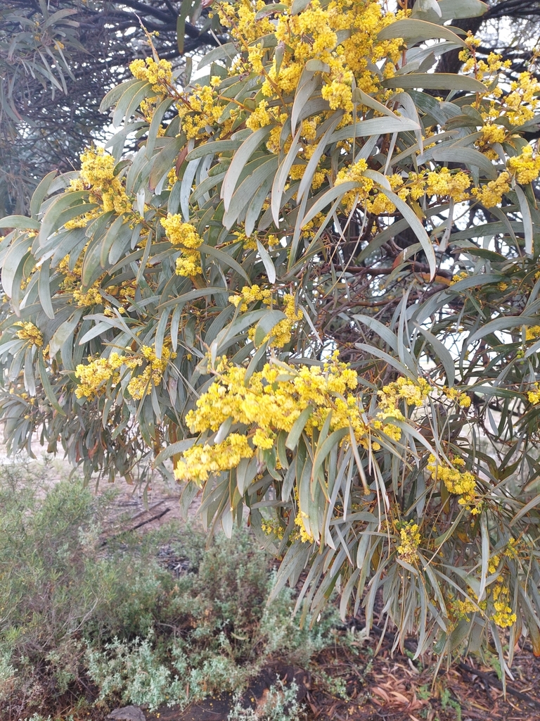 Acacia harpophylla (Acacia harpophylla)