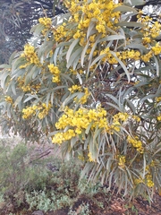 Acacia harpophylla (Acacia harpophylla)