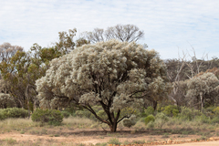 Acacia harpophylla (Acacia harpophylla)
