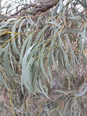 Acacia harpophylla (Acacia harpophylla)